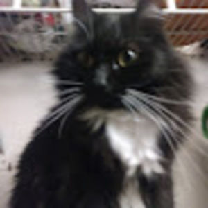 Meet your Posher, Galaxy